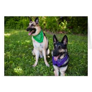 Rescue Dogs "Yerik" and "Dylan"