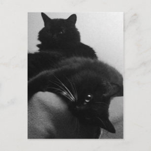 Rescue Kittens Postcard