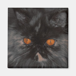 rescue Kitty magnet