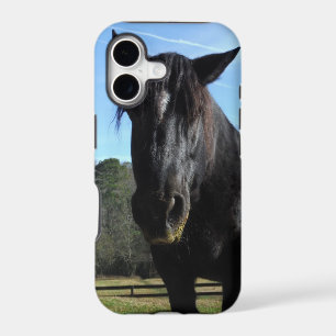 Rescued Black Draught Horse