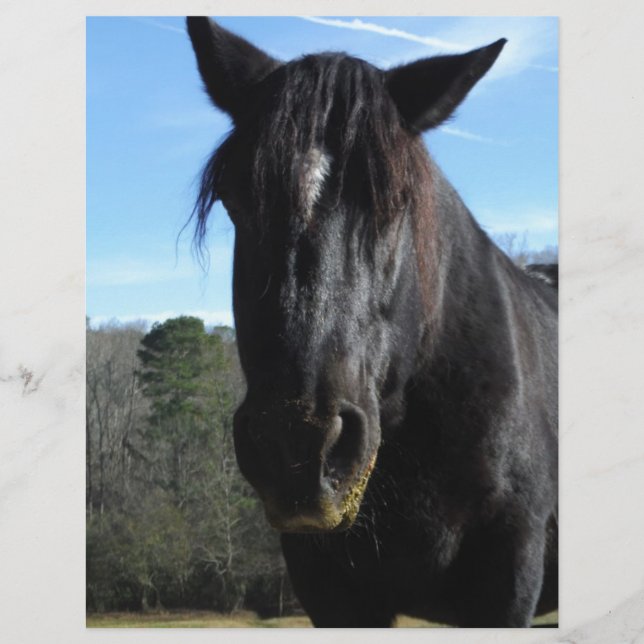 Rescued Black Draught Horse (Front)