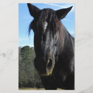 Rescued Black Draught Horse