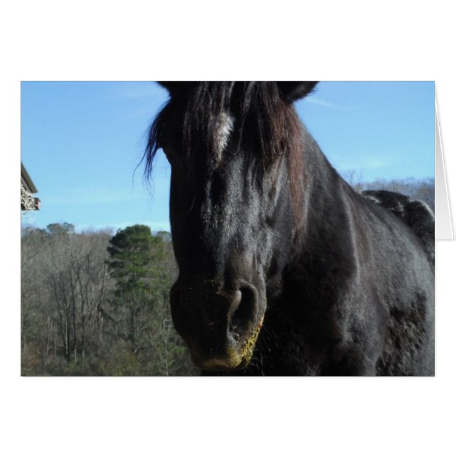 Rescued Black Draught Horse (Front Horizontal)
