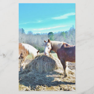 Rescued Draught Horses eating hay