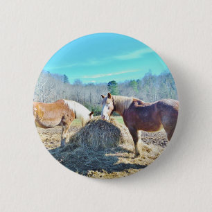 Rescued Draught   Horses eating hay 2 Inch Round Button