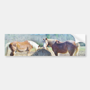 Rescued Draught   Horses eating hay Bumper Sticker