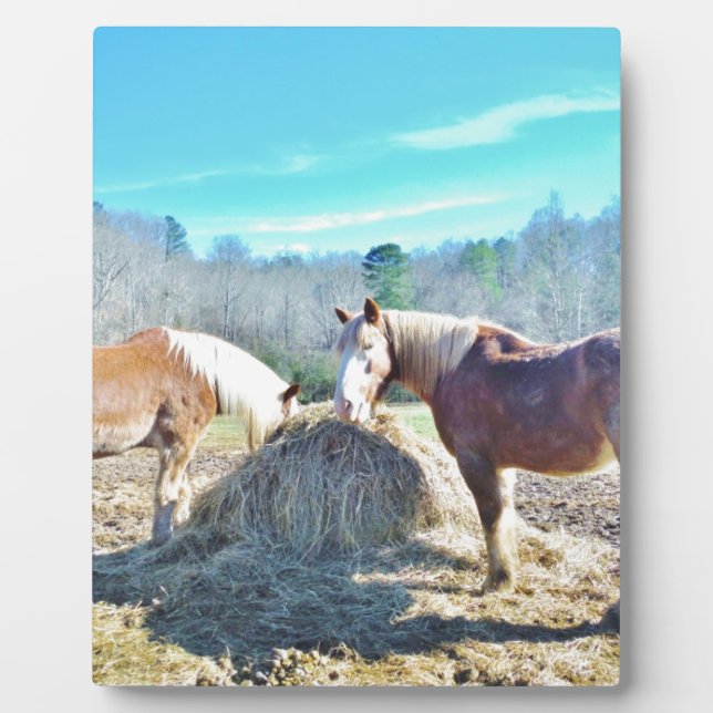 Rescued Draught Horses eating hay Plaque (Front)