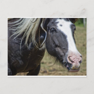 RESCUED HORSE POSTCARD