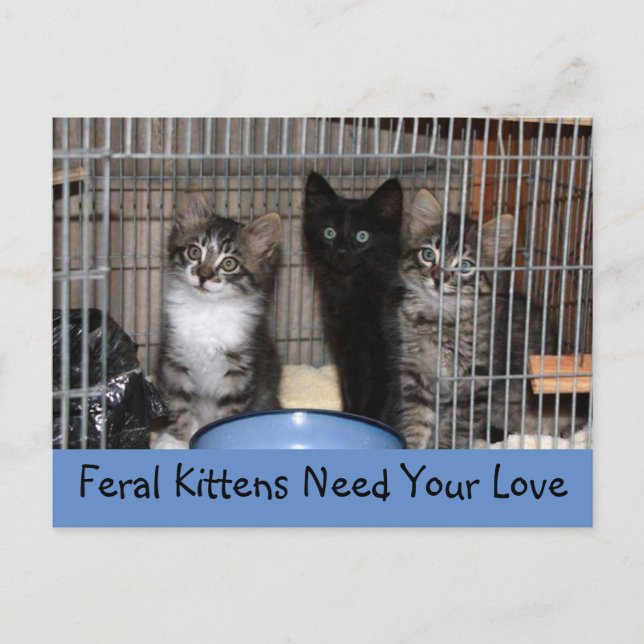 Rescued Kittens Postcard (Front)