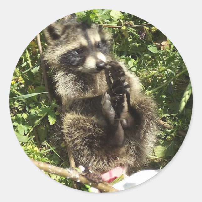 Rescued & Rehabilitated Raccoon Baby Classic Round Sticker (Front)