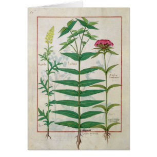 Reseda, euphorbe et oeillet