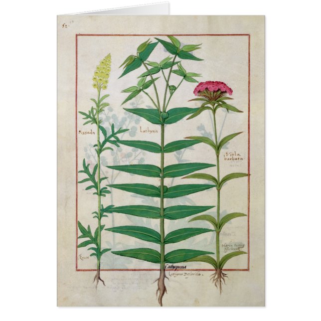 Reseda, euphorbe et oeillet (Devant)