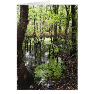 réserve côtière de santee