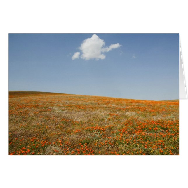 Réserve de coquelicot de Californie (Devant horizontal)