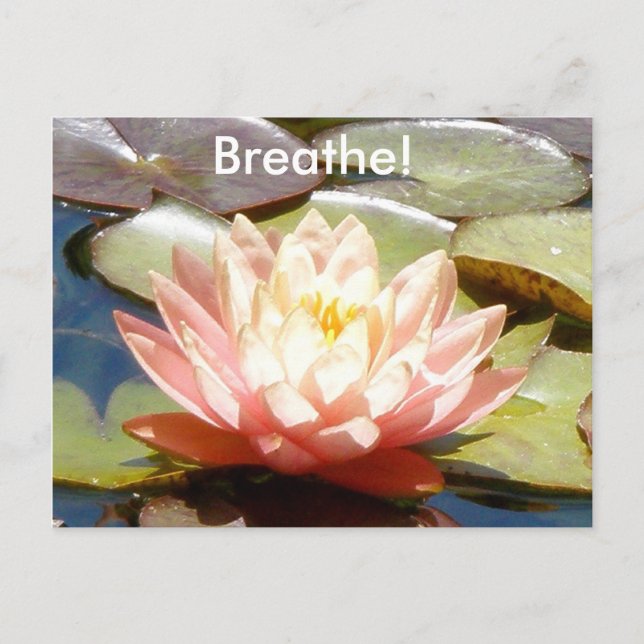 Respirez ! Carte postale de Lotus (Devant)