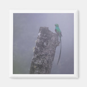 Resplendent Quetzal 2x2 magnet