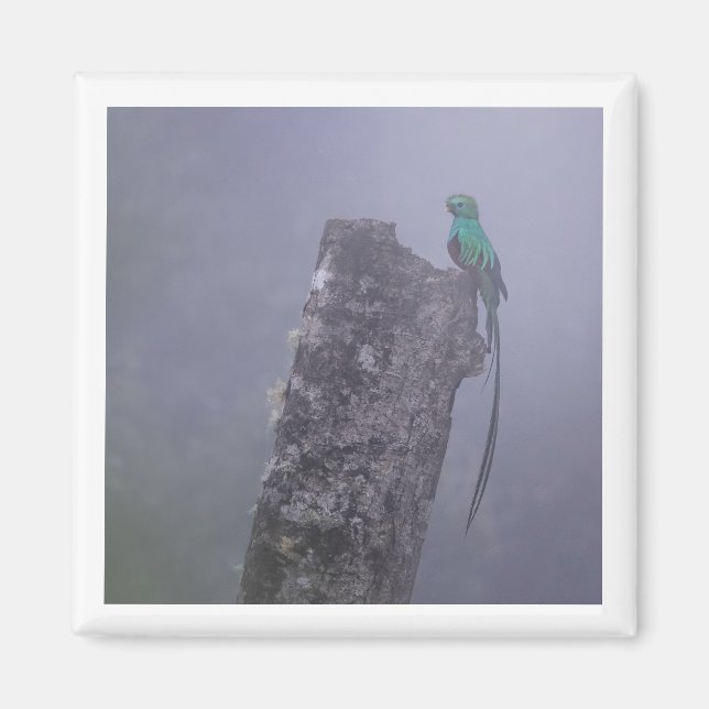 Resplendent Quetzal 2x2 magnet (Front)