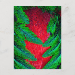 Resplendent Quetzal feather design Postcard