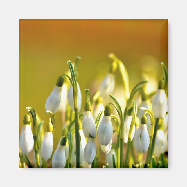 Ressort - Magnet (Devant)