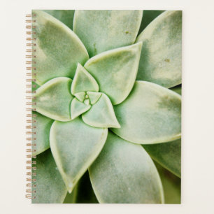 Ressort Succulent