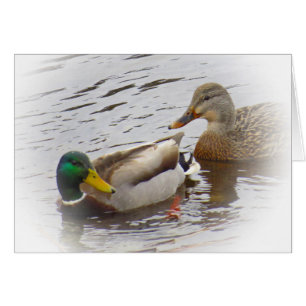 Rester étroit - paires de canard de Mallard