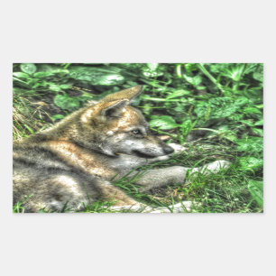 Resting Baby Wolf Pup Wildlife Photo Sticker