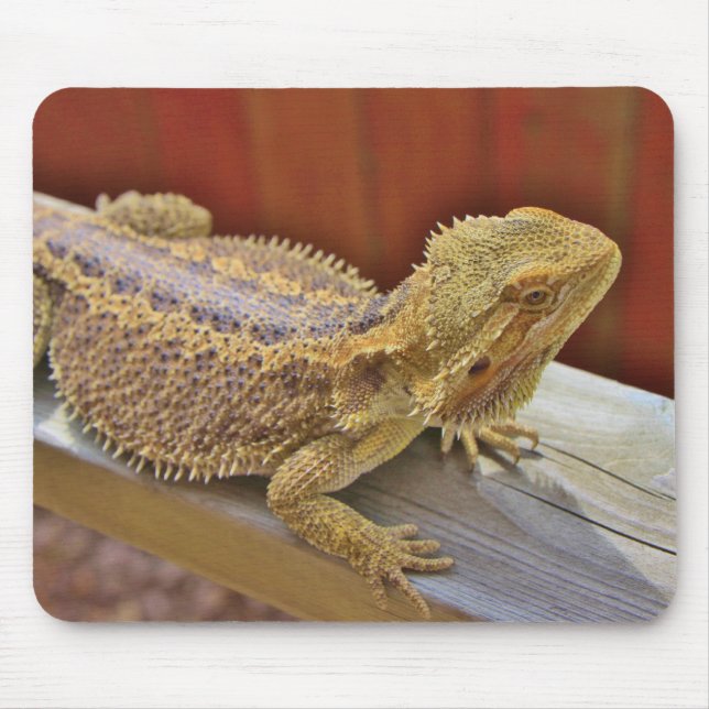 Resting Bearded Dragon 2 Mouse Pad (Front)
