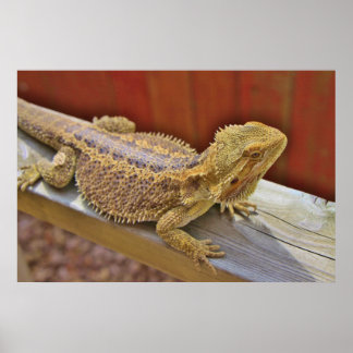 Resting Bearded Dragon 2 Poster