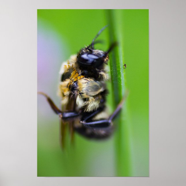 Resting Bee Poster (Front)