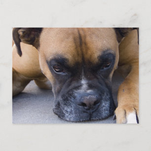 Resting Boxer Dog Postcard