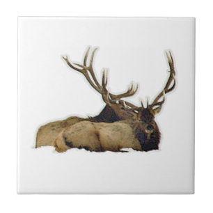 Resting bull elk tile
