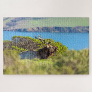 Resting Bull Tule Elk by the Coast Jigsaw Puzzle