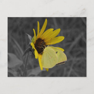 Resting Butterfly Postcard