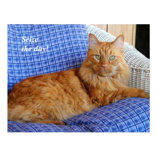 Resting Cat Post Card