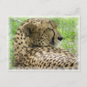 Resting Cheetah Postcard