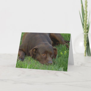 Resting Chocolate Lab Greeting Cards