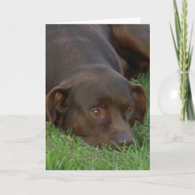 Resting Chocolate Lab Greeting Cards (Front)
