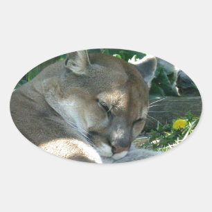 Resting Cougar Stickers