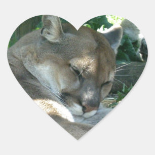 Resting Cougar Stickers