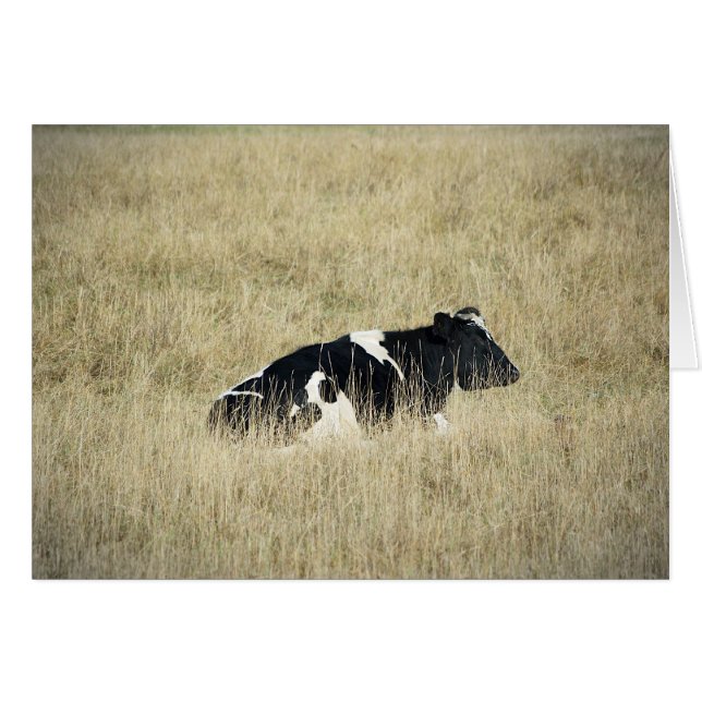 Resting Cow - Card (Front Horizontal)