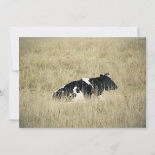 Resting Cow - Invitation