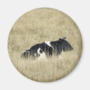 Resting Cow - Magnet