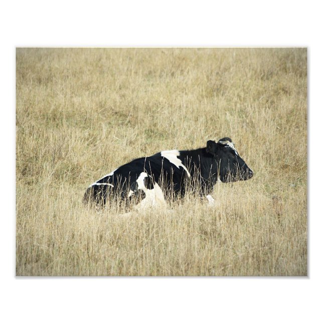 Resting Cow - Photograph (Front)