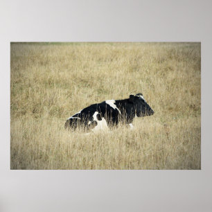 Resting Cow - Poster