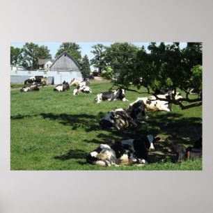 Resting Cows on the Farm Photography Midwest Poste Poster