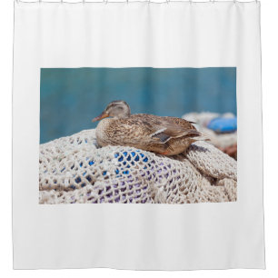 Resting Duck