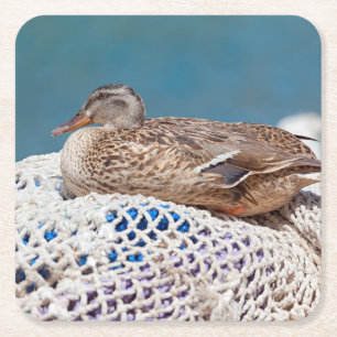 Resting Duck Square Paper Coaster