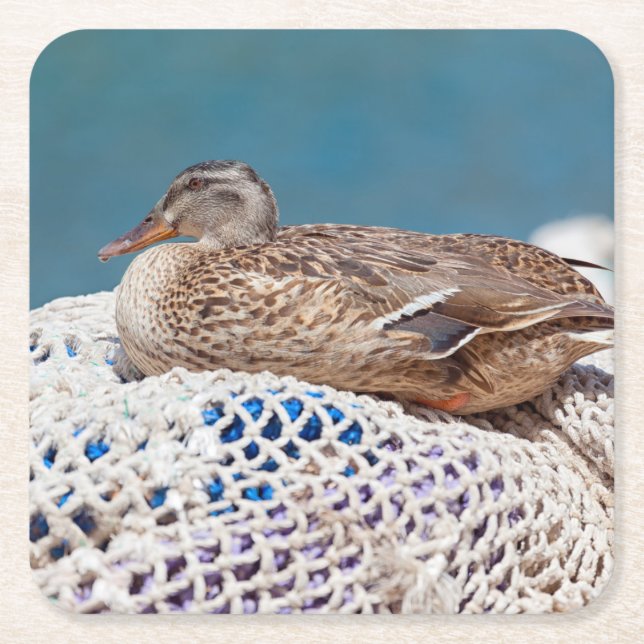 Resting Duck Square Paper Coaster (Front)