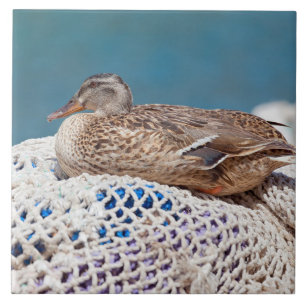 Resting Duck Tile
