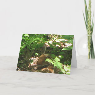 Resting Fawn Card